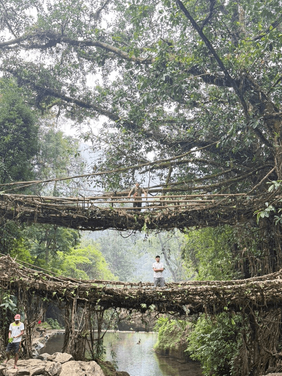 Ancient living root bridge in the Meghalayan rainforest