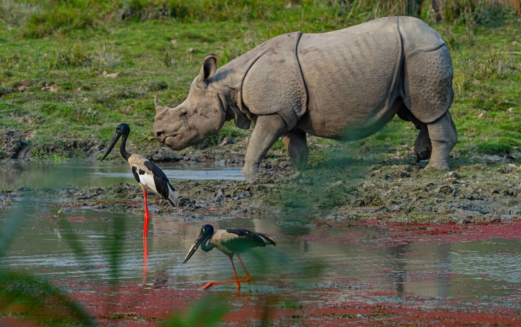 One-horned rhinoceros in its natural habitat